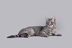 Cat in front of grey background