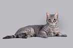 Cat in front of grey background