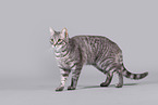 Cat in front of grey background