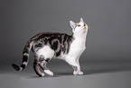 Cat in front of grey background
