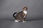 Cat in front of grey background