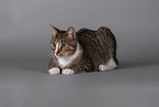 Cat in front of grey background