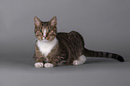 Cat in front of grey background