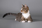 Cat in front of grey background