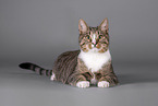 Cat in front of grey background