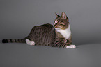 Cat in front of grey background