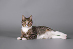 Cat in front of grey background
