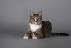 Cat in front of grey background
