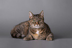 Cat in front of grey background