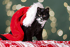 Cat with Santa hat