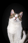 Cat in front of black background