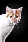 Cat in front of black background