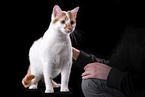 Cat in front of black background