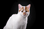 Cat in front of black background
