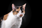 Cat in front of black background