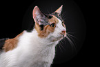 Cat in front of black background