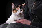 Cat in front of black background