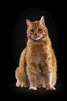 Cat in front of black background