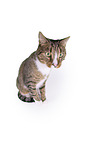 Cat in front of white background