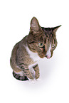 Cat in front of white background