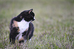 tortoiseshell cat