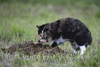 tortoiseshell cat