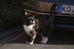 tortoiseshell cat