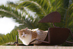 Cat in Spain