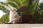 Cat in Spain
