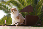Cat in Spain