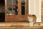 Cat in Spain