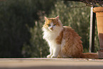 Cat in Spain