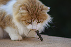 Cat in Spain