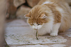 Cat in Spain