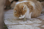 Cat in Spain