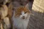 Cat in Spain