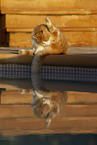 Cat in Spain
