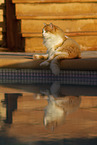 Cat in Spain