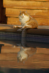 Cat in Spain