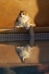 Cat in Spain