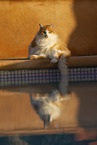 Cat in Spain