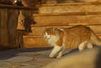Cat in Spain