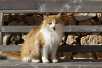 Cat in Spain