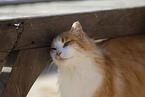 Cat in Spain