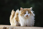 Cat in Spain