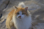 Cat in Spain