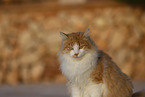 Cat in Spain