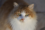 Cat in Spain