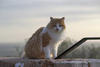 Cat in Spain
