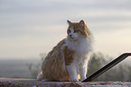 Cat in Spain